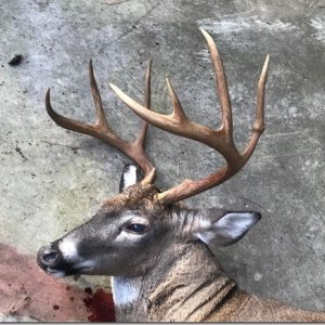 deer4